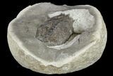 Fossil Crab (Macroacaena) Nodule - Oregon #113139-2